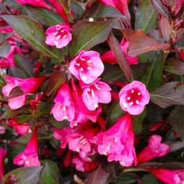 Weigela florida 'TANGO' - Bordó levelű, alacsony rózsalonc