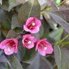 Weigela florida 'TANGO' - Bordó levelű, alacsony rózsalonc