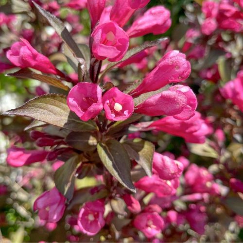 Weigela florida 'VICTORIA' - Rózsaszín virágú rózsalonc