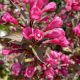 Weigela florida 'VICTORIA' - Rózsaszín virágú rózsalonc