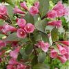 Weigela florida 'VICTORIA' - Rózsaszín virágú rózsalonc