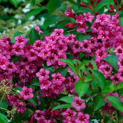 Weigela 'MINUET' - Rózsalonc