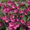 Weigela 'MINUET' - Rózsalonc