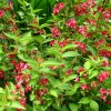 Weigela 'NEWPORT RED' ® - Piros virágú rózsalonc