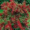 Weigela 'RED PRINCE'  - Piros virágú rózsalonc