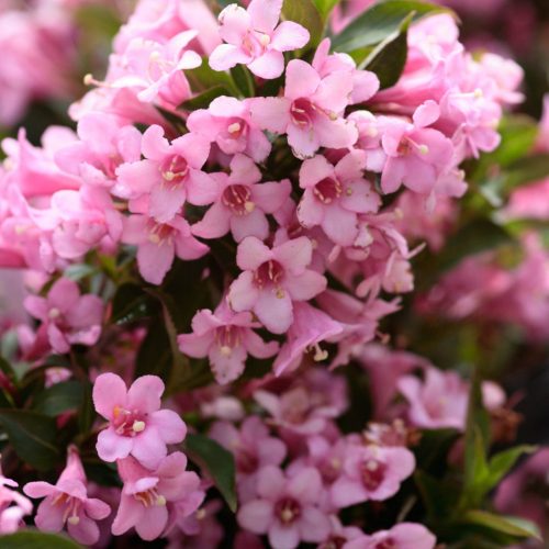 Weigela 'ROSEA' - Rózsalonc