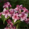 Weigela 'ROSEA' - Rózsalonc