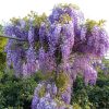 Wisteria sinensis 'PROLIFIC' - Lilaakác (kékeslila)