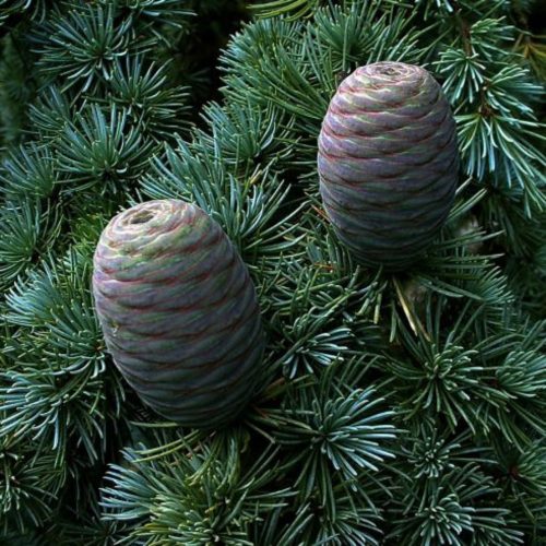 Cedrus atlantica - Atlasz Cédrus