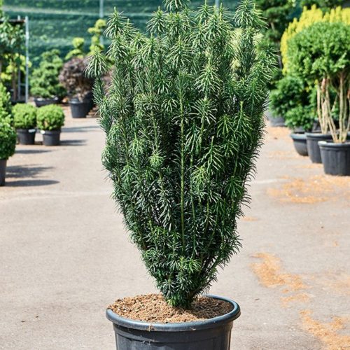 Cephalotaxus harringtonii 'FASTIGIATA' - Oszlopos áltiszafa