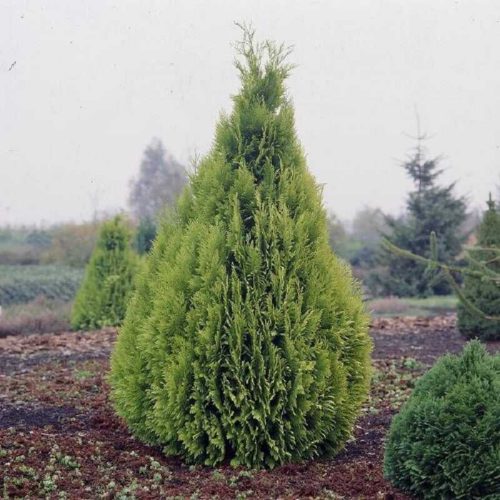 Chamaecyparis lawsoniana 'DRUMMONDII' - Oregoni hamisciprus