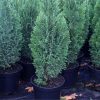 Chamaecyparis lawsoniana 'ELLWOODII' - Ezüstös oszlopos oregoni hamisciprus