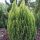 Chamaecyparis lawsoniana 'ELLWOOD'S EMPIRE' -  Oregoni hamisciprus