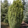 Chamaecyparis lawsoniana 'ELLWOOD'S GOLD' -  Arany oregoni hamisciprus