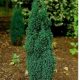 Chamaecyparis lawsoniana 'ELLWOOD'S PILLAR' - Törpe arany hamisciprus