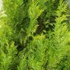 Chamaecyparis lawsoniana 'IVONNE' - Arany oregoni hamisciprus