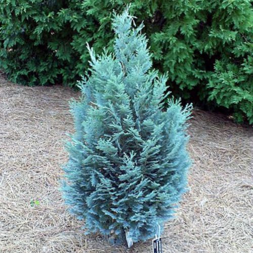 Chamaecyparis lawsoniana 'PELT'S BLUE' - Kék hamisciprus