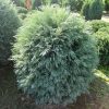 Chamaecyparis lawsoniana 'SILVER GLOBUS' - Kék gömb oregoni hamisciprus