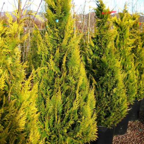 Chamaecyparis lawsoniana 'STARDUST' - Arany oregoni hamisciprus