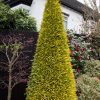 Chamaecyparis lawsoniana 'STARDUST' - Arany oregoni hamisciprus