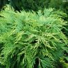 Chamaecyparis lawsoniana 'SUNKIST' - Hamisciprus