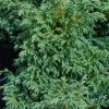 Chamaecyparis pisifera 'BOULEVARD' - Kék szavára hamisciprus