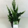 Chamaecyparis pisifera 'TEDDY BEAR' -  Hinoki hamisciprus