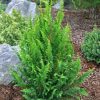 Chamaecyparis pisifera 'TEDDY BEAR' -  Hinoki hamisciprus