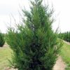 Cupressocyparis 'leylandii' - Leylandi ciprus