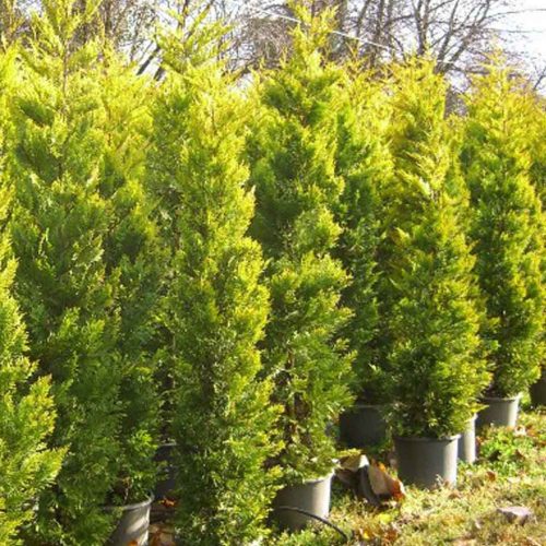 Cupressocyparis leylandii 'GOLD RIDER' - Aranylombú Leyland-ciprus