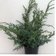 Juniperus chinensis 'BLUE ALPS' - Kínai boróka
