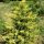 Juniperus chinensis 'ELDORADO' - Kínai boróka