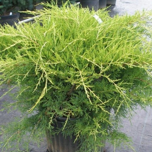 Juniperus chinensis 'GOLD RUSH' -  Kínai boróka