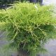 Juniperus chinensis 'GOLD RUSH' -  Kínai boróka
