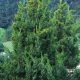 Juniperus chinensis 'KETELEERI' - Keskeny kínai jegenyeboróka
