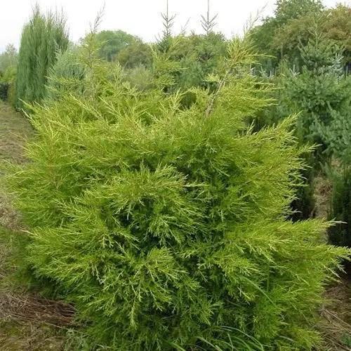 Juniperus chinensis 'KURIWAO SUNBEAM' - Kuriwao Napsugár kínai boróka