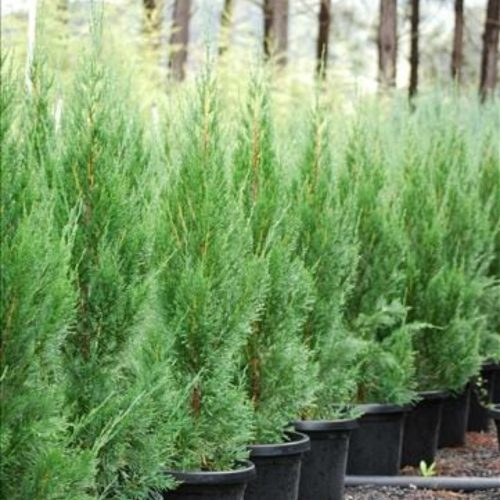 Juniperus chinensis 'SPARTAN' -  Kínai boróka