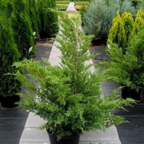 Juniperus chinensis 'VASE' - Kínai boróka