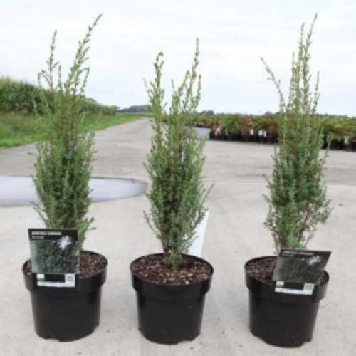Juniperus communis 'ARNOLD' -  Közönséges boróka