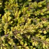 Juniperus communis 'GOLDSCHATZ' - Aranysárga terülő boróka