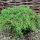 Juniperus communis 'GREEN CARPET' - Terülő közönséges boróka