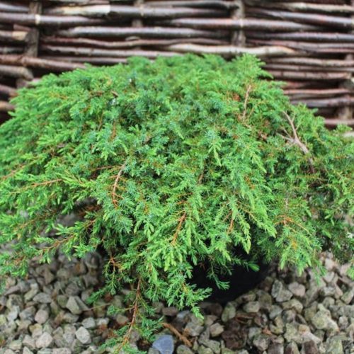 Juniperus communis 'GREEN CARPET' - Terülő közönséges boróka