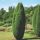Juniperus communis 'HIBERNICA' -  Ír oszlopos boróka