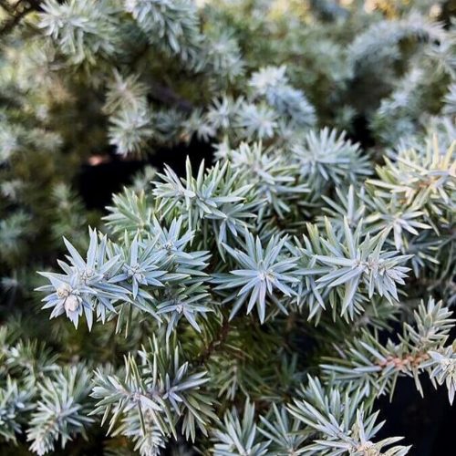 Juniperus conferta 'SILVER MIST' - Terülő fövenyboróka