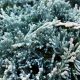 Juniperus horizontalis 'ICEE BLUE' ® - Kék henyeboróka