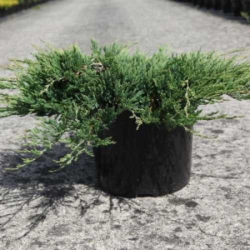 Juniperus horizontalis 'JADE RIVER' - Henyeboróka