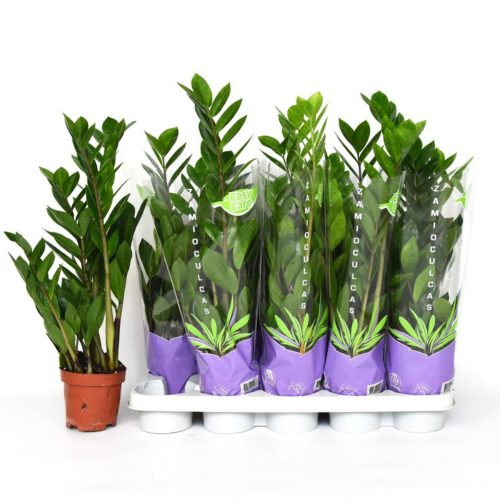 Zamioculcas Zamiifol  - Agglegénypálma