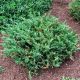 Juniperus horizontalis 'PLUMOSA' -  Henyeboróka