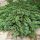 Juniperus horizontalis 'PROSTRATA' - Kúszóboróka, henye boróka