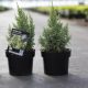 Juniperus pingii 'LODERI' - Törpe himalájai boróka